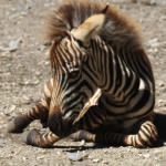 Seeteufel Zebra