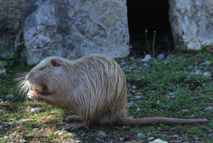 Seeteufel Nutria