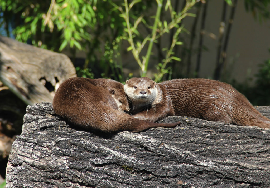 Seeteufel Otter