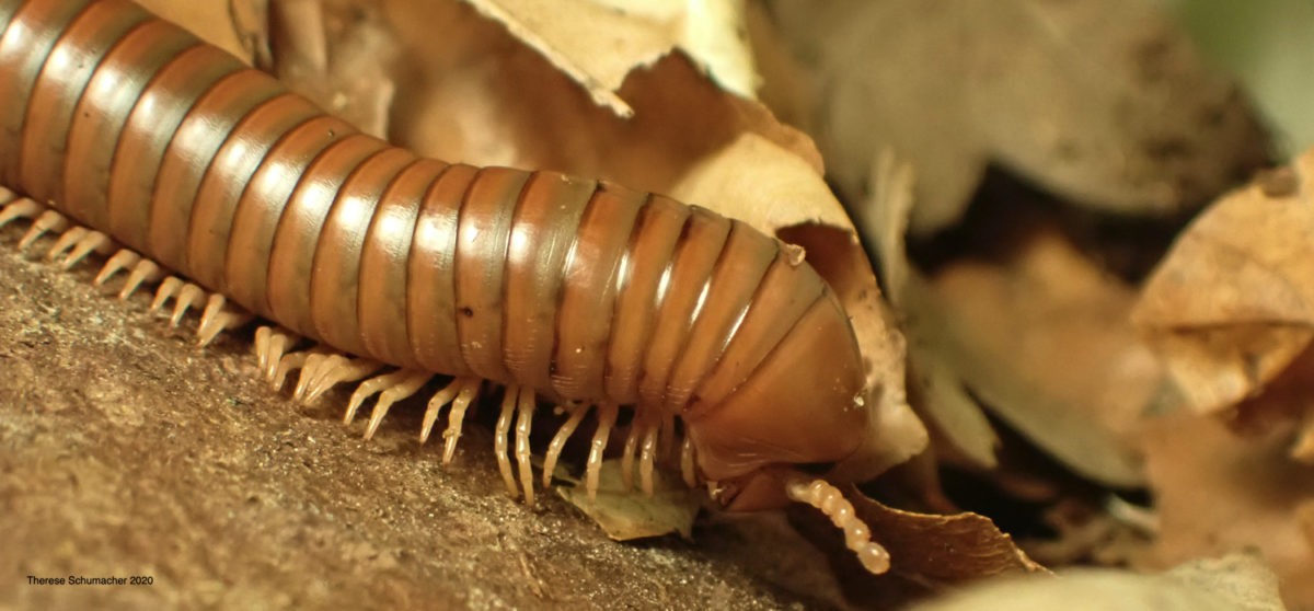 Spirostreptus spec. Tansania