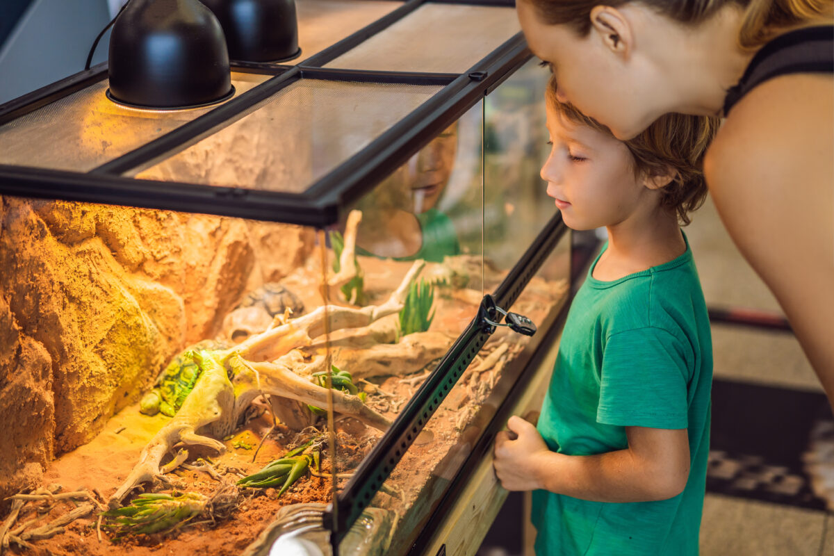 Die Wichtigkeit der Hygiene & die Krankheiten der Terraristik