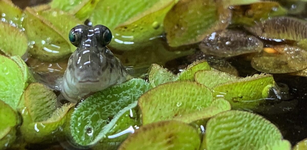 Gezeitenpaludarium – Schlammspringer