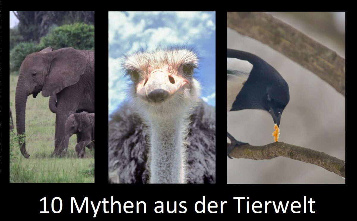 10 Mythen aus der Tierwelt