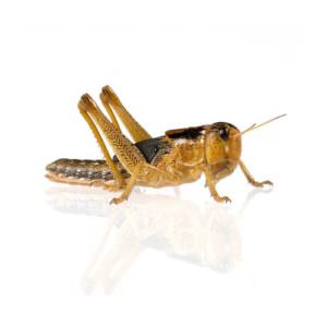 Wanderheuschrecke Locusta migratoria