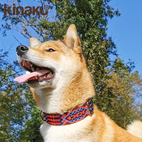 Hund mit Kinakú Halsband Akumal