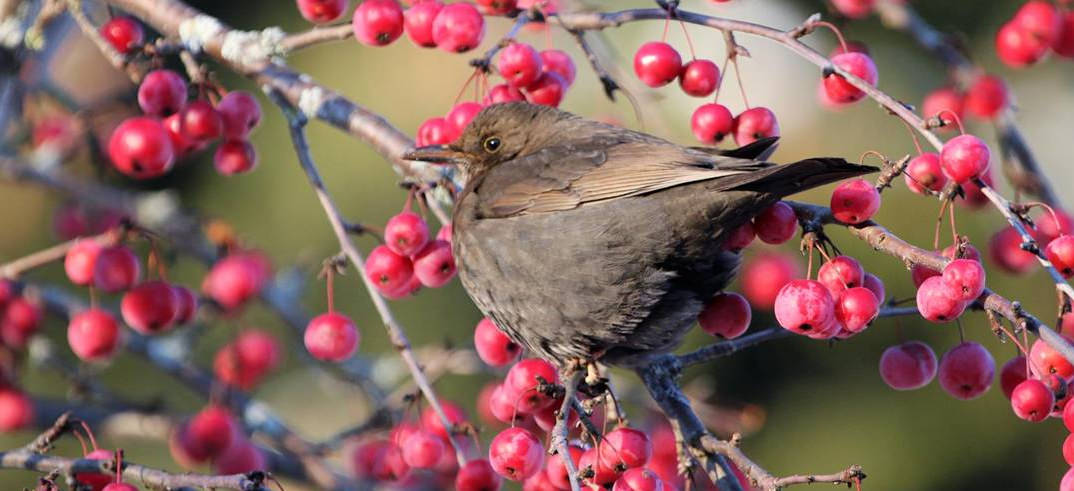 amsel