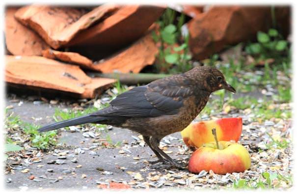 Amsel