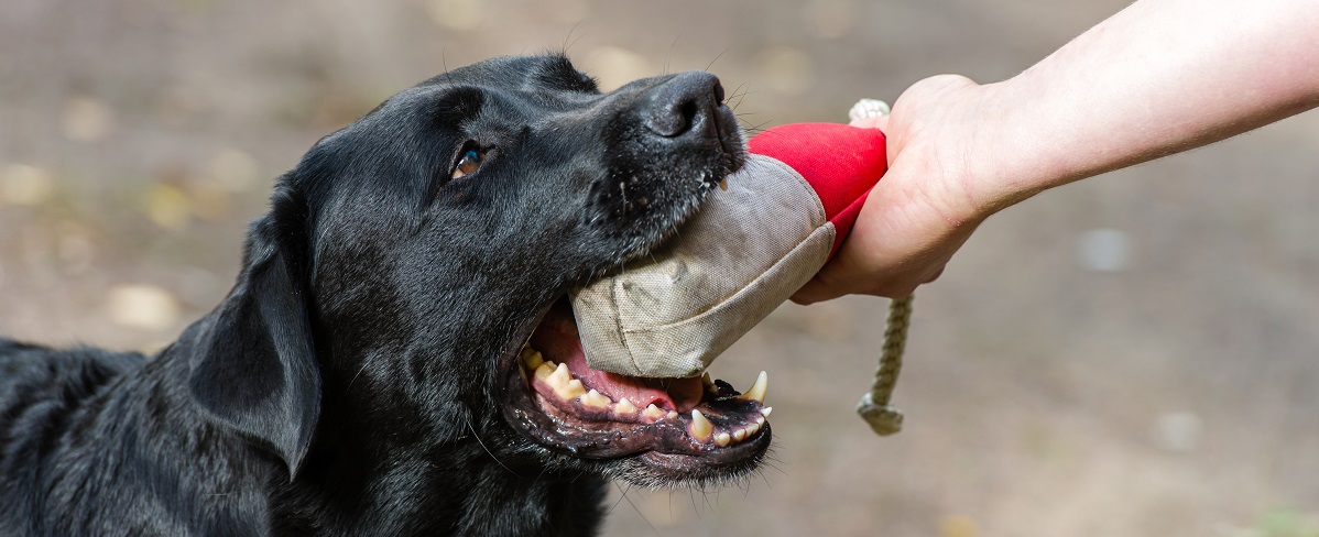 Spass und Training für den Hund – Apportieren