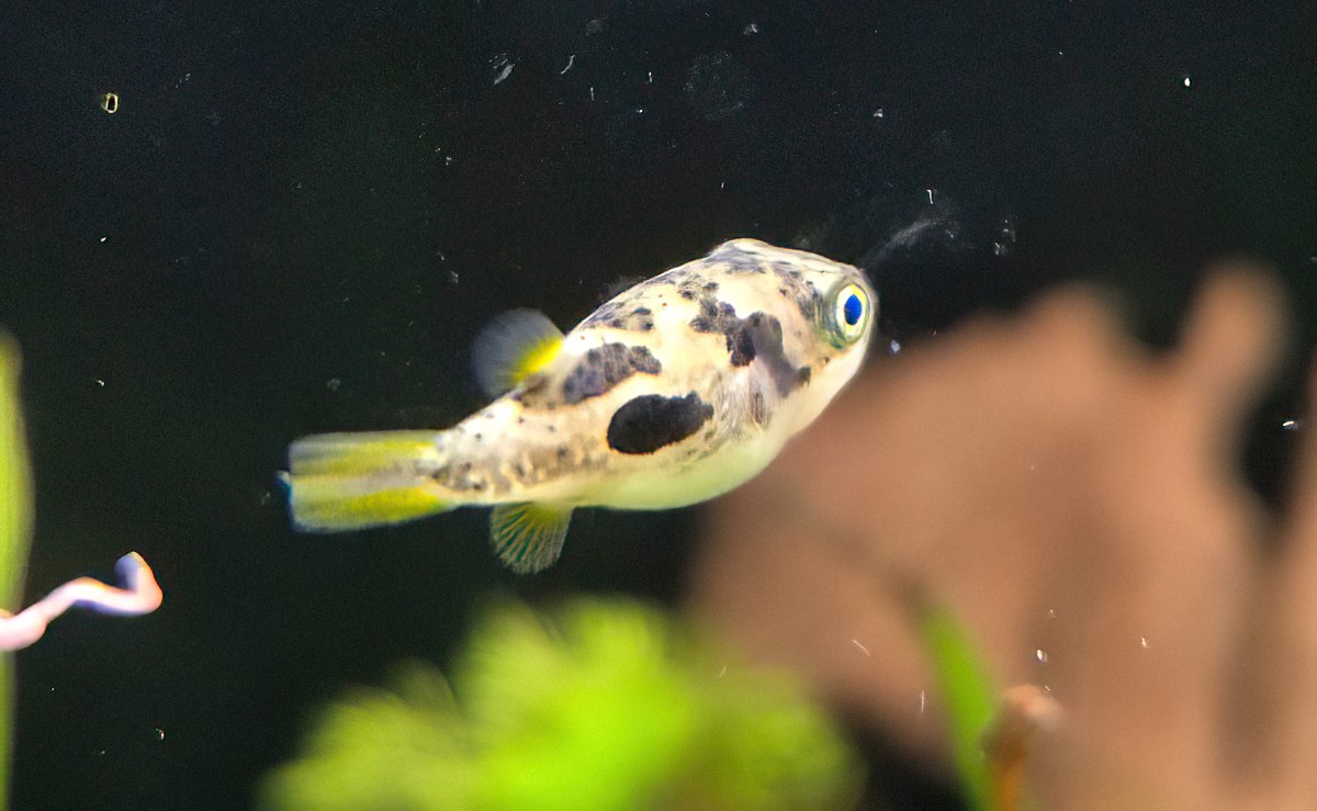 Kugelfische im Aquarium