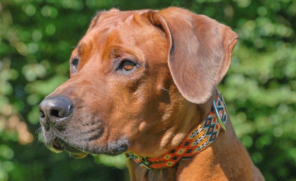 Hund mit Kinakú Halsband Bacalar