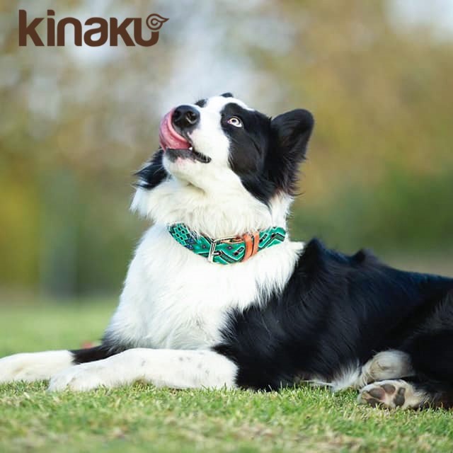 Hund mit Kinakú Halsband Becan