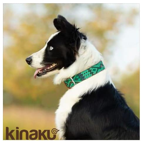 Hund mit Kinakú Halsband Becan