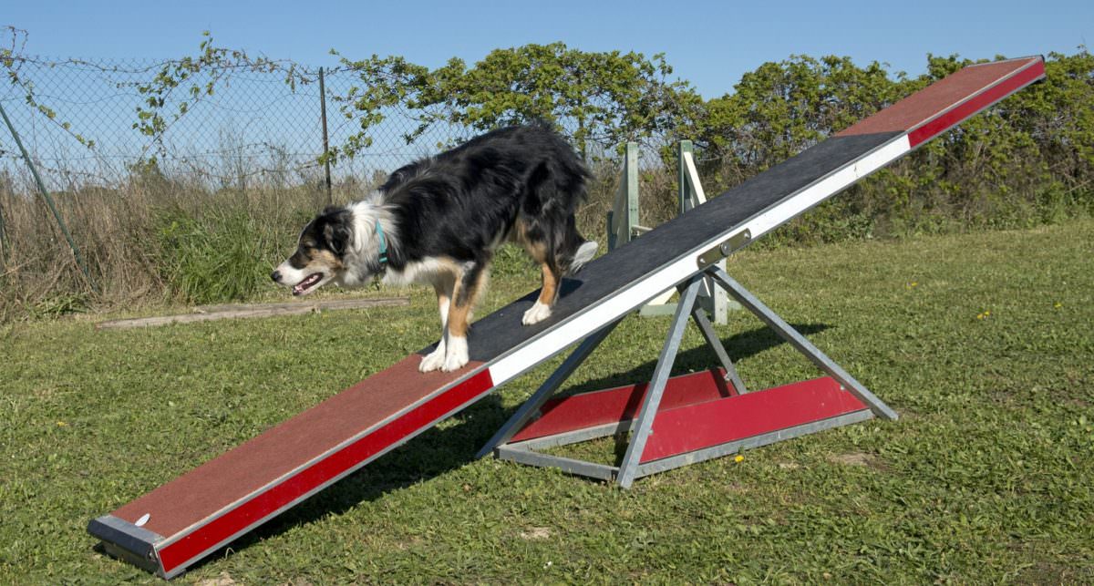 Agility – Sport mit Hund!