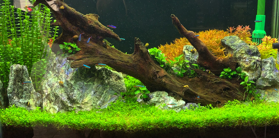 Aquascaping – Ein Garten mal ganz anders!