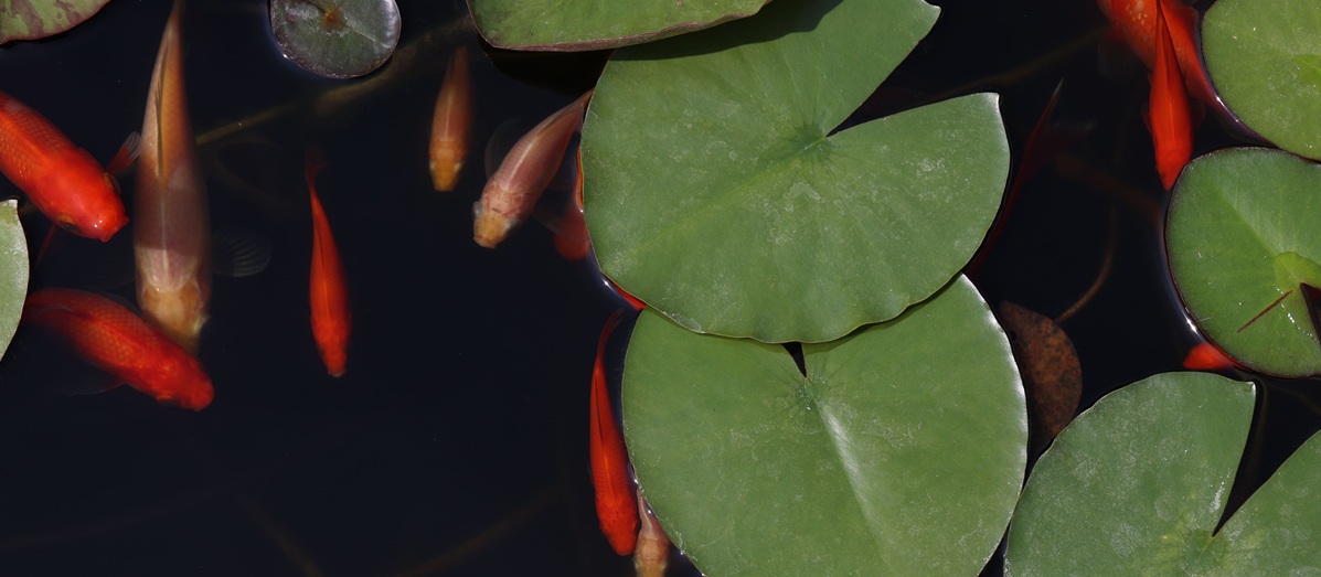 Goldfische im Gartenteich: Besatz, Pflege und Überwinterung