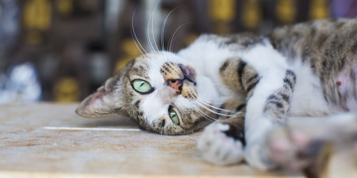 Katzennetze – Mehr Sicherheit für Ihre Katze