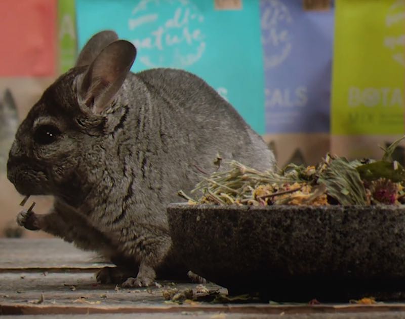 Bunny Botanicals Chinchilla