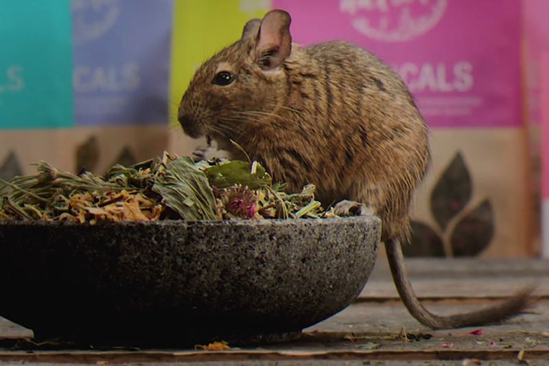 Bunny Botanicals Degu