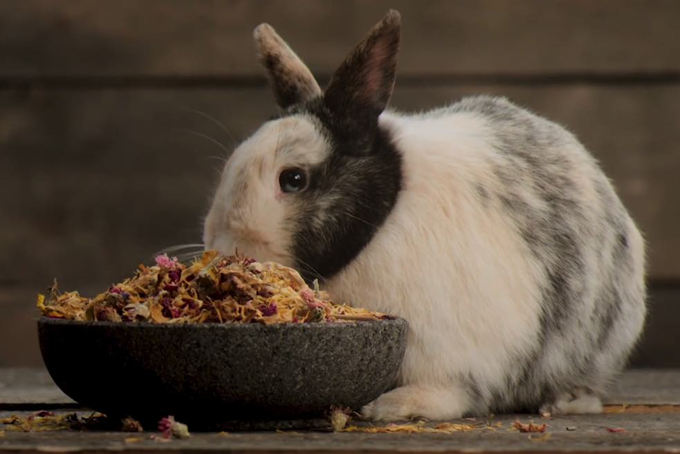 Bunny Botanicals Kaninchen