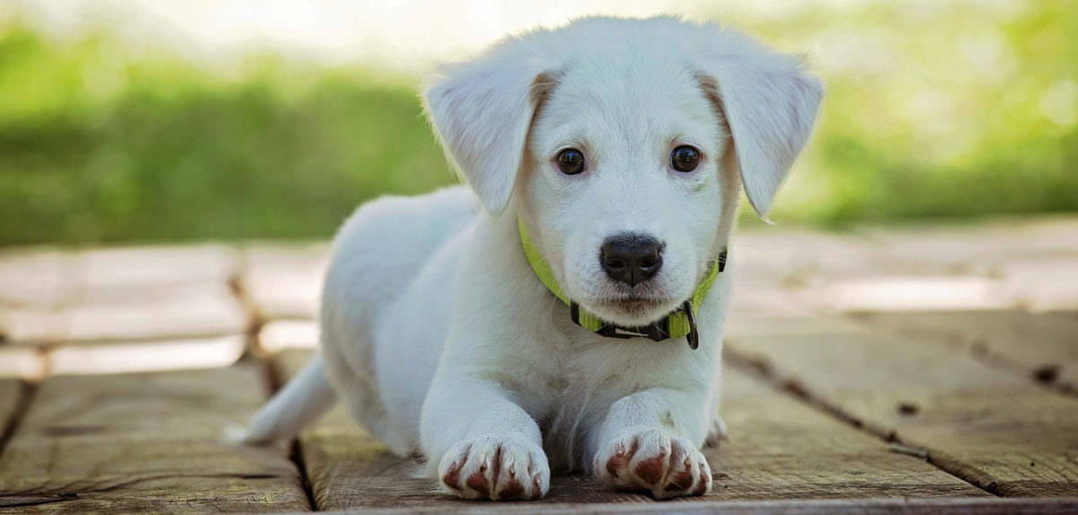 Ein Hund zieht ein