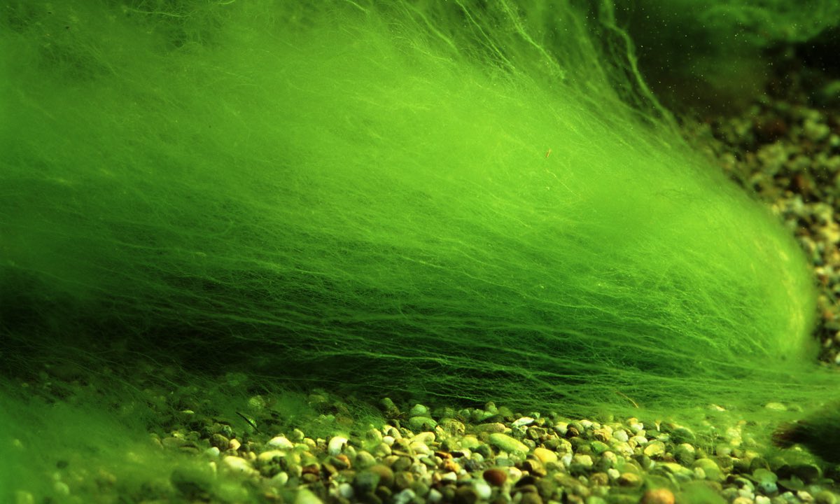 Algen im Aquarium – Grünalgen