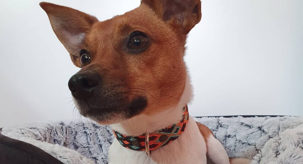 Hund mit Kinakú Halsband Cozumel