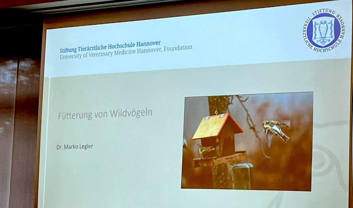 Fütterung von Wildvögeln – Vorteile und Auswirkungen