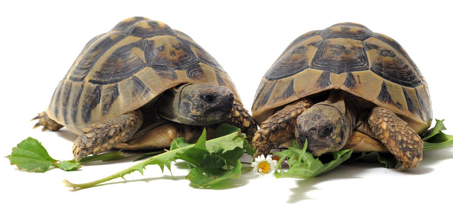 Futter für europäische Landschildkröten – Teil 1 – Frühling