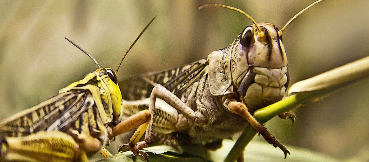 Richtige Haltung und Ernährung von Futterinsekten