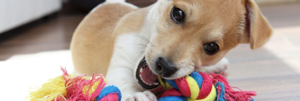 Hundewelpen
