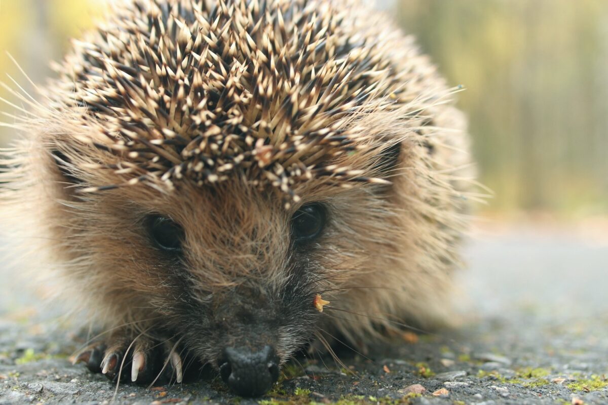 Tiere im Garten überwintern lassen