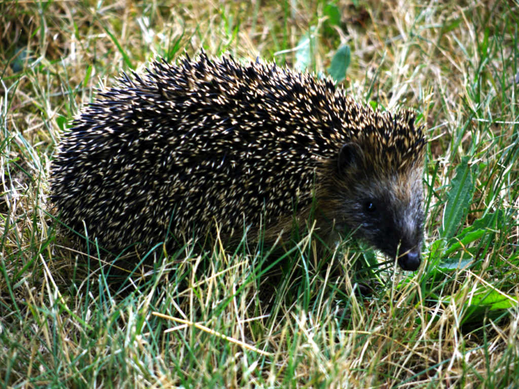 Igel