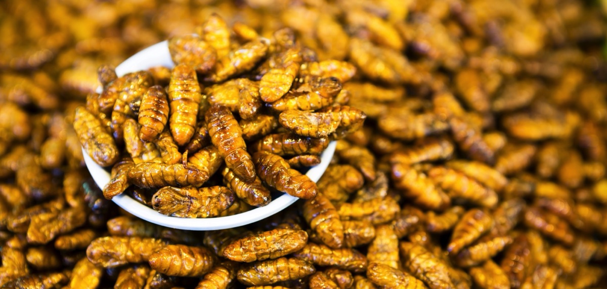 Seidenraupen und andere Insekten für den Heimtierfutternapf