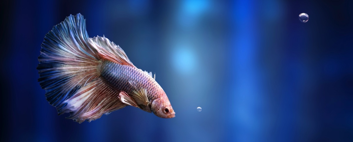 Kampffische im Aquarium halten: Becken, Pflege und Partner