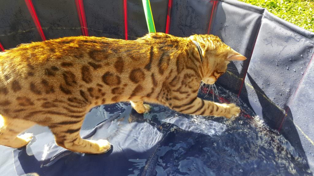 Katze beim Spielen mit Wasser im Katzenspielpool