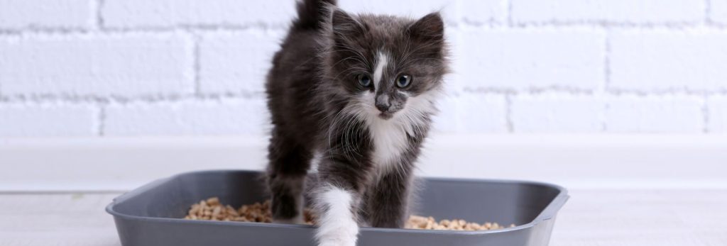 Katzenklo