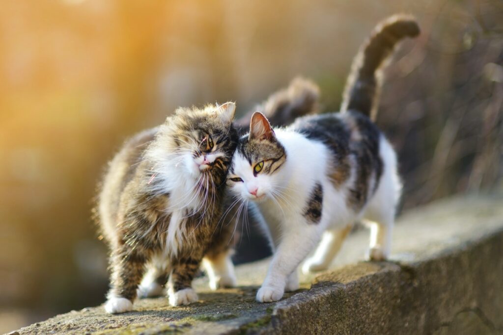 Schmusende Katzen