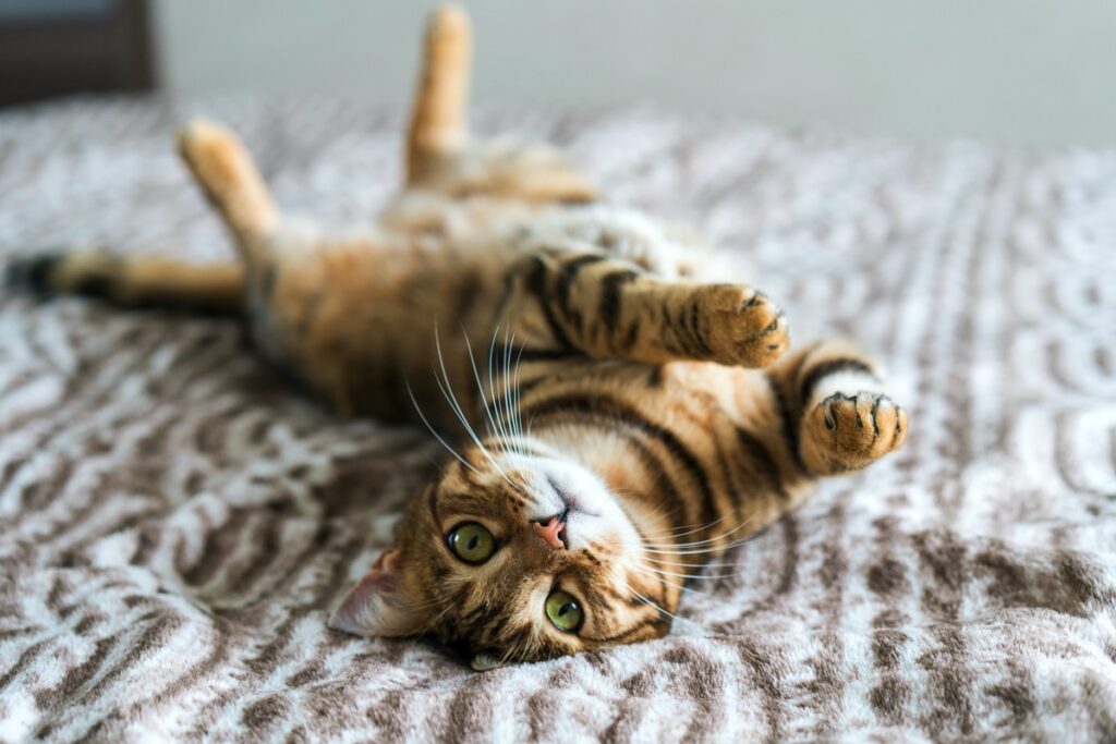 Katze streckt Bauch entgegen