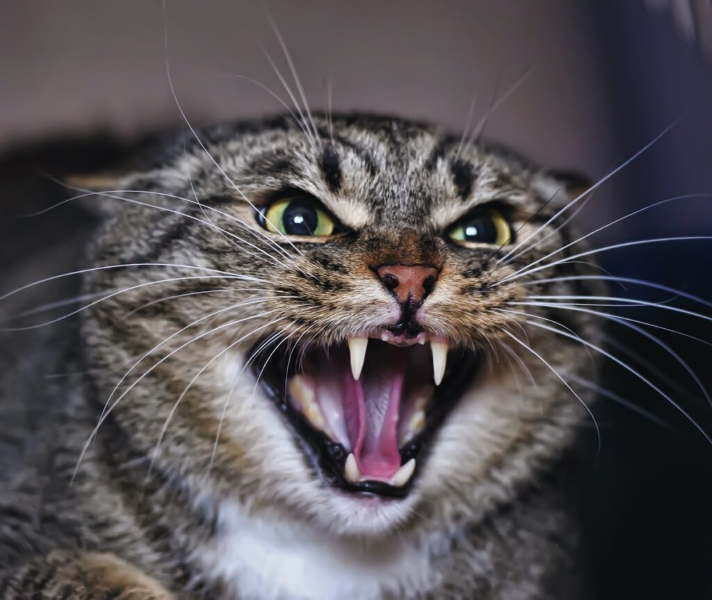 Katzensprache - Fauchende Katze