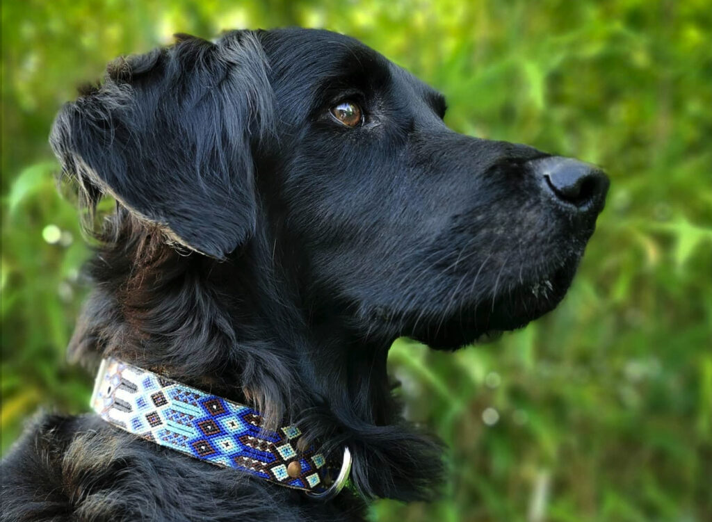 Hund mit Kinakú Halsband Tulum
