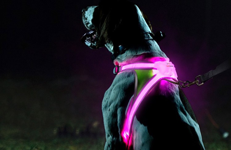 Lighthound Leuchtgeschirr LED