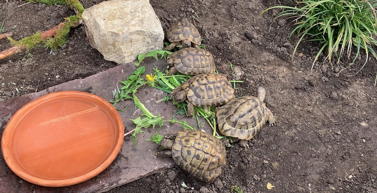 Eine Schildkrötenanlage selbst bauen!