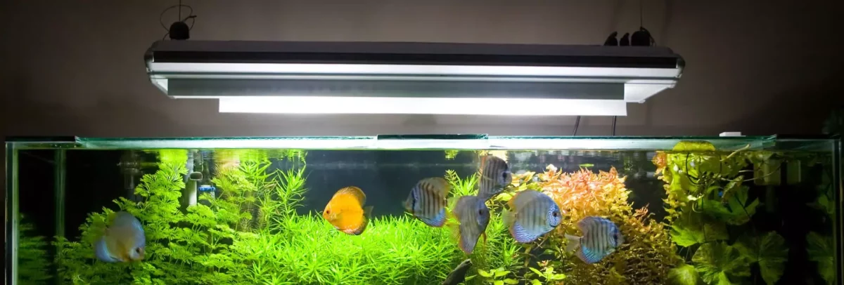 LED-Beleuchtung für Aquarium: Welche Leistung passt?