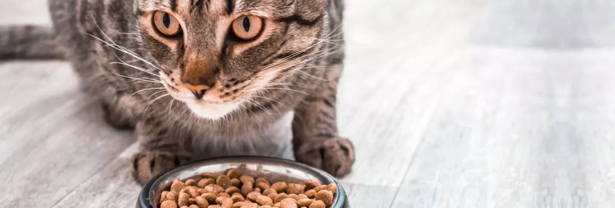 Wie oft Katze füttern? So oft ist pro Tag sinnvoll