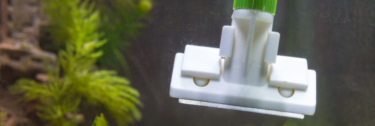 Aquarium-Zubehör kaufen: Was Sie für die Pflege brauchen