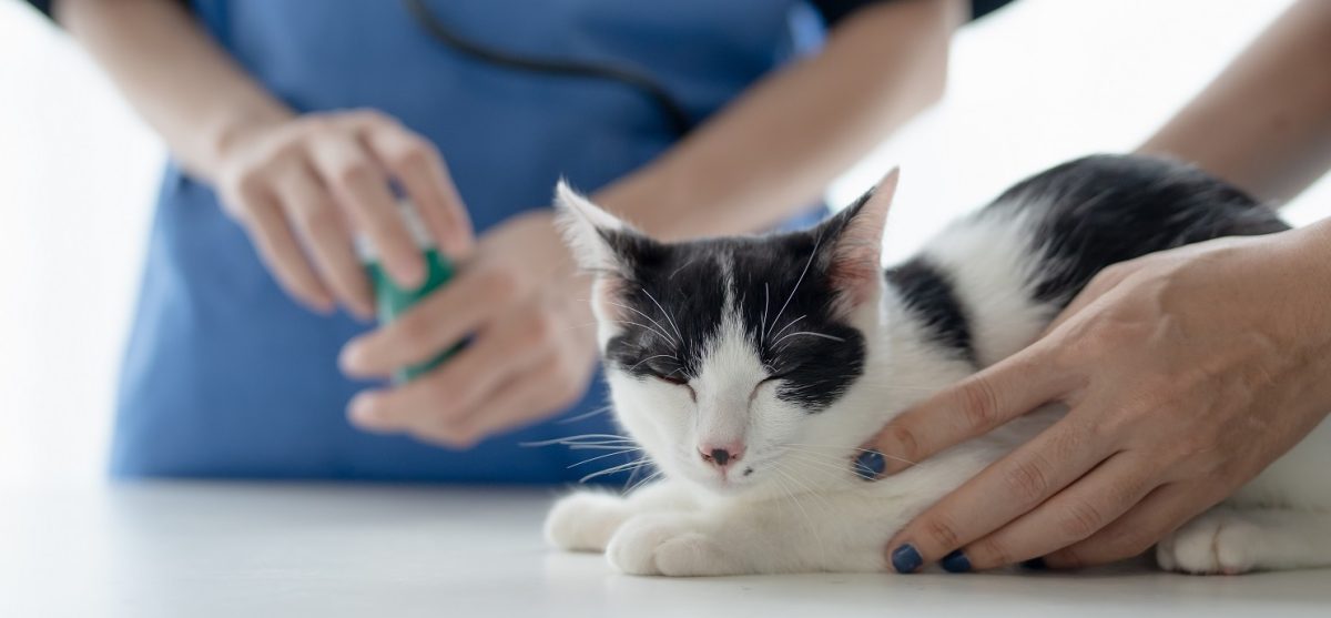 Katze entwurmen: Wie oft ist wirklich nötig?