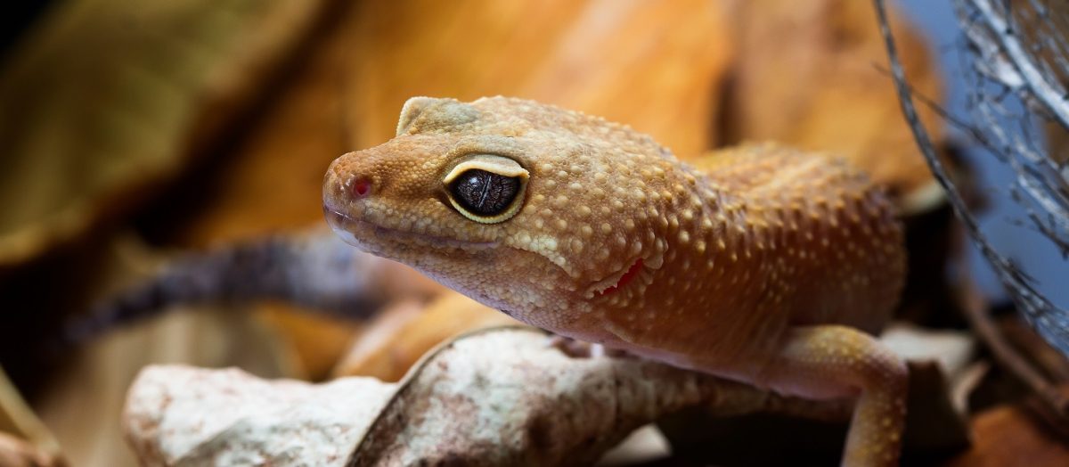 Leopardgecko frisst nicht: Ursachen und was jetzt hilft