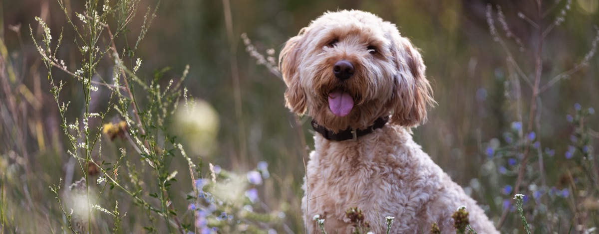 Labradoodle: Charakter, Grösse und Fellpflege im Porträt