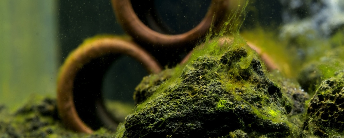 Aquarium ohne Algen: Welche Massnahme gegen welche Algenart