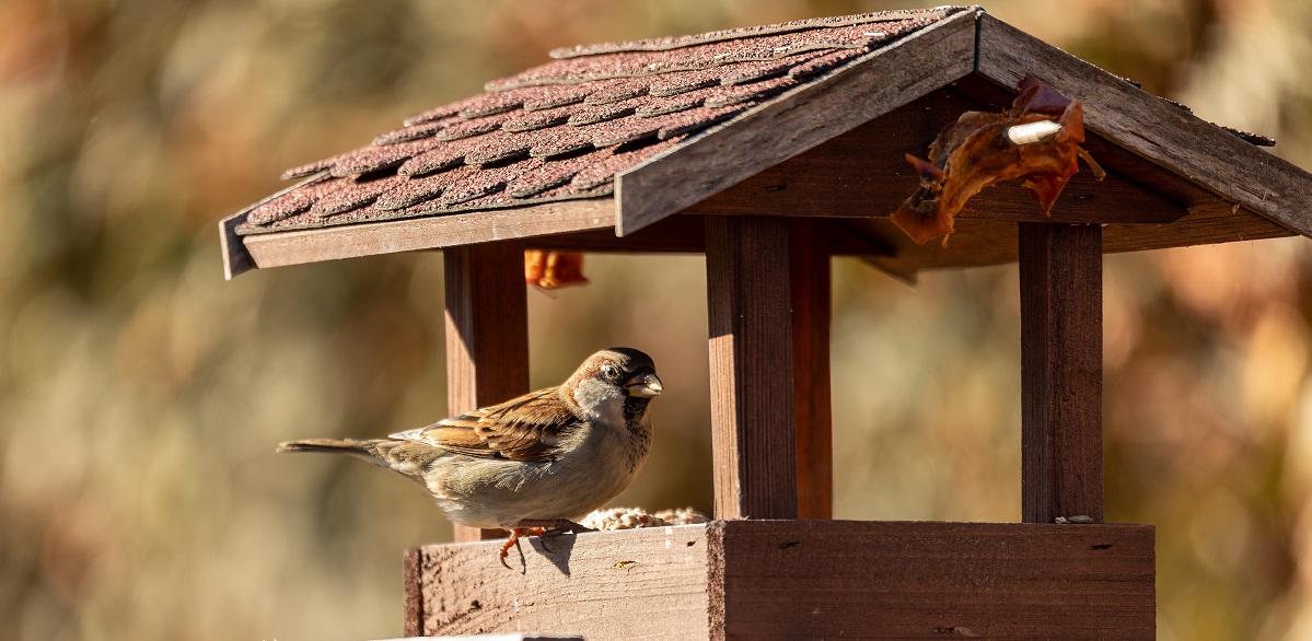 Vogelfutter für den Sommer: Das passt jetzt wirklich